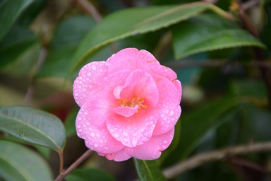 Alabama State Flower