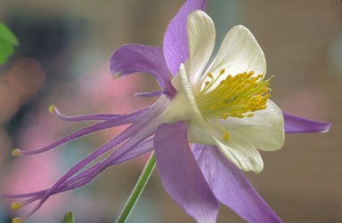Colorado State Flower