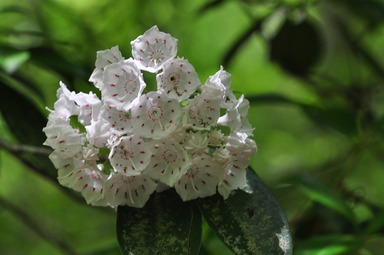 Connecticut State Flower