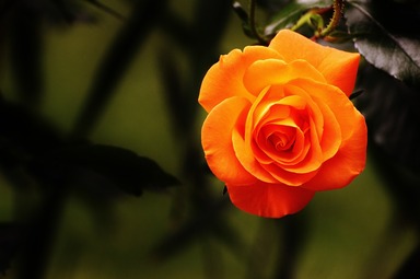 Florida State Flower
