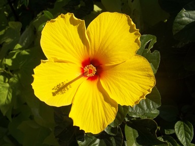 Hawaii State Flower