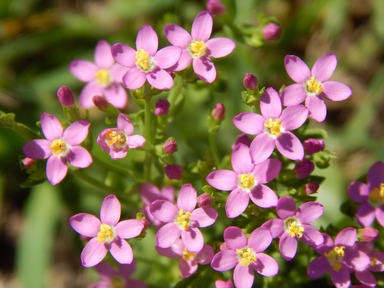 Iowa State Flower