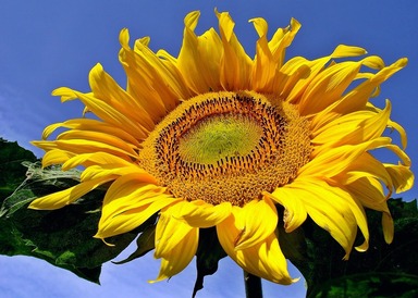 Kansas State Flower