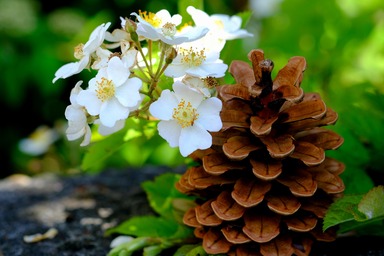 Maine State Flower