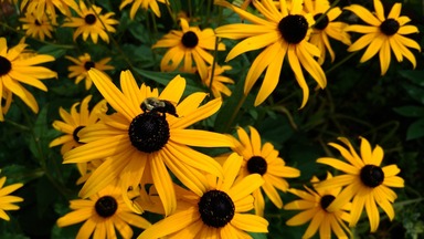 Maryland State Flower