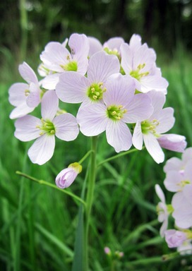 Massachusetts State Flower