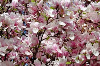 Mississippi State Flower