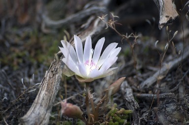 Montana State Flower