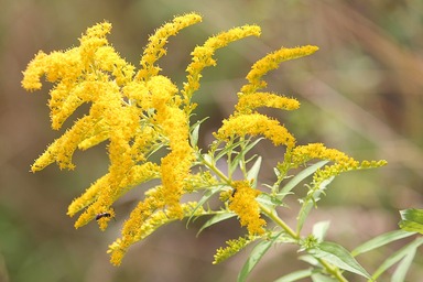 Nebraska State Flower