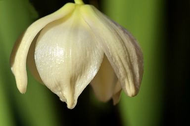 New Mexico State Flower