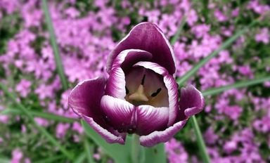 Rhode Island State Flower