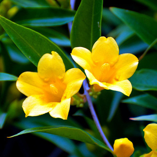 South Carolina State Flower