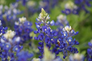 Texas State Flower