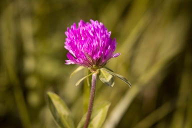Vermont State Flower