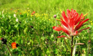 Wyoming State Flower